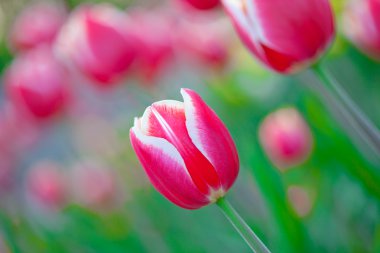 Some beautiful tulips