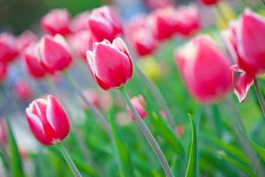 Some beautiful tulips