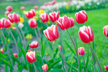 Some beautiful tulips