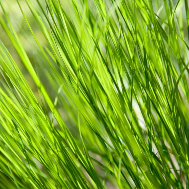 verschillende aardbeien