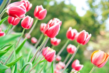 Some beautiful tulips