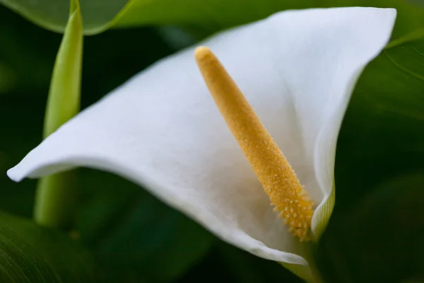 stock image Beautiful flowers