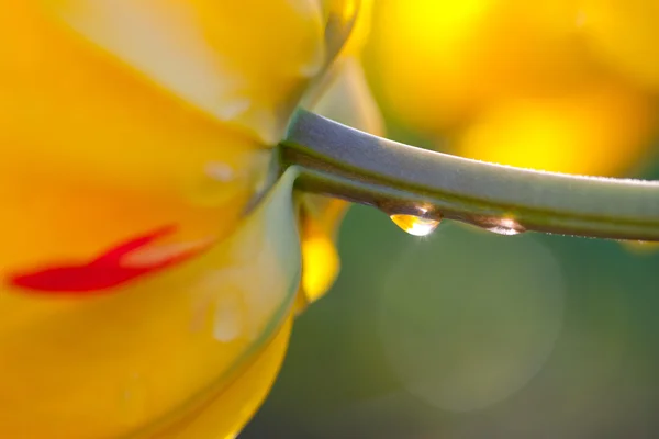 Un tulipano giallo — Foto Stock