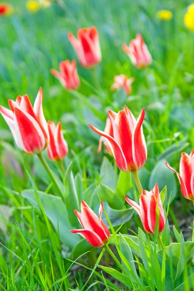 Some beautiful tulips