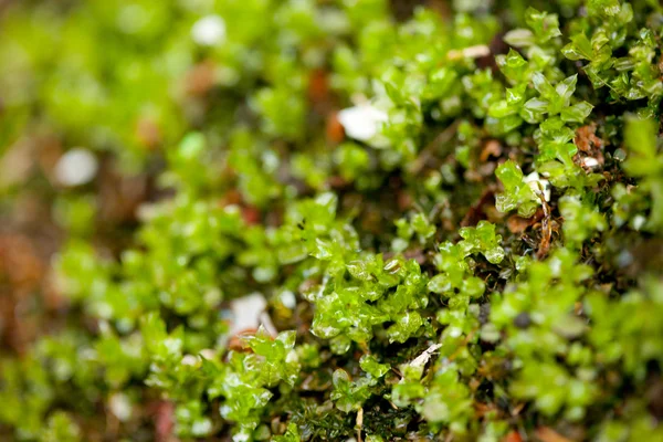 stock image Fresh and juicy grass