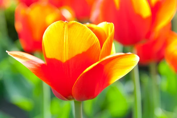 stock image Some beautiful tulips