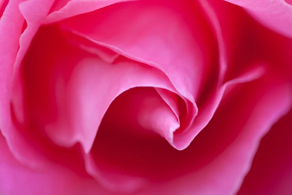 Makro květina krásné růže — Stock fotografie