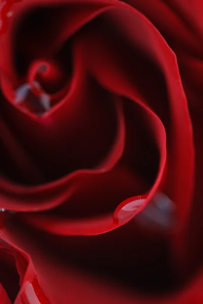Macro flor bela rosa — Fotografia de Stock