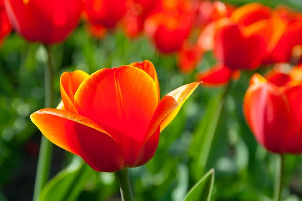 Some beautiful tulips Stock Picture
