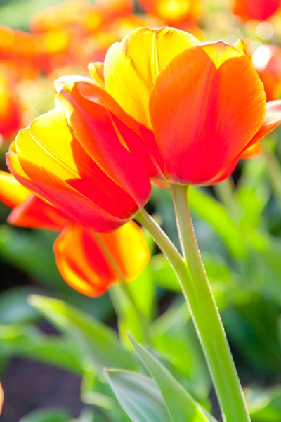 Деякі красиві тюльпани Ліцензійні Стокові Фото