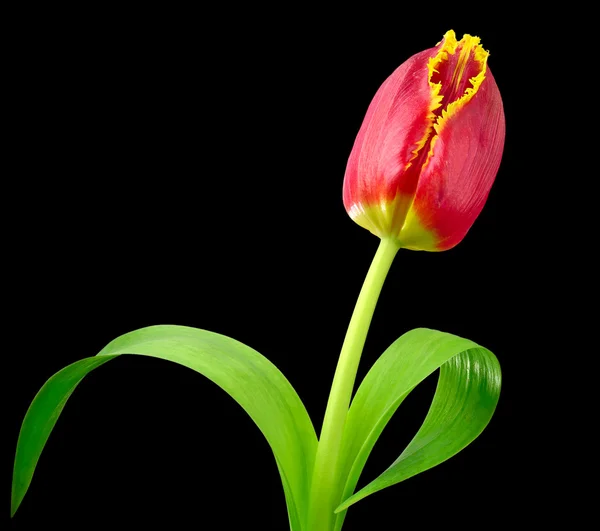 Flor vermelha da tulipa — Fotografia de Stock
