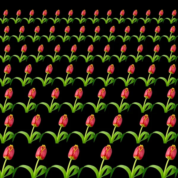 stock image Tulips on black