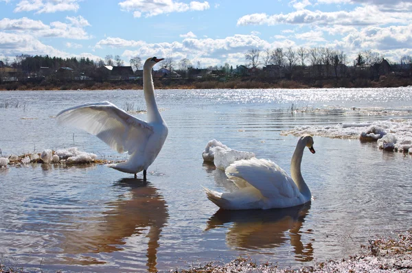 Two swans in spring — Stock Photo, Image
