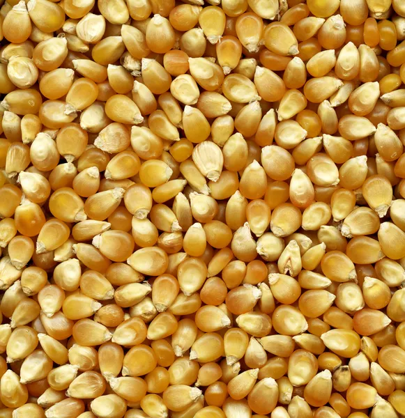 Nasiona pszenicy ozimej — Zdjęcie stockowe