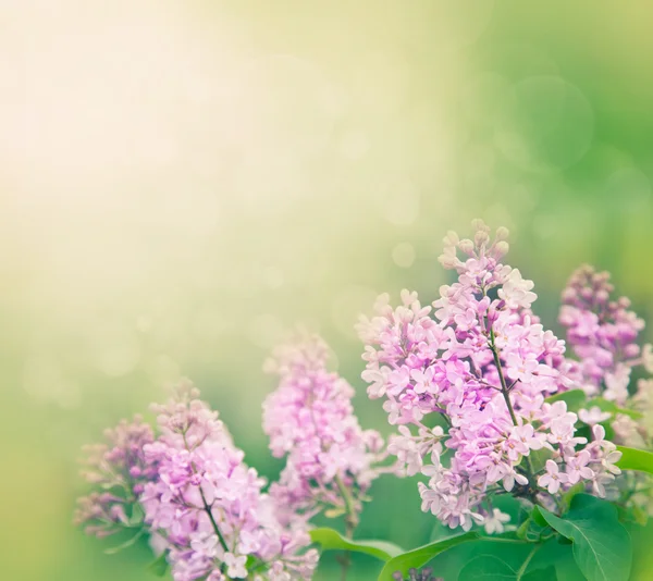 Lilás flores fundo — Fotografia de Stock
