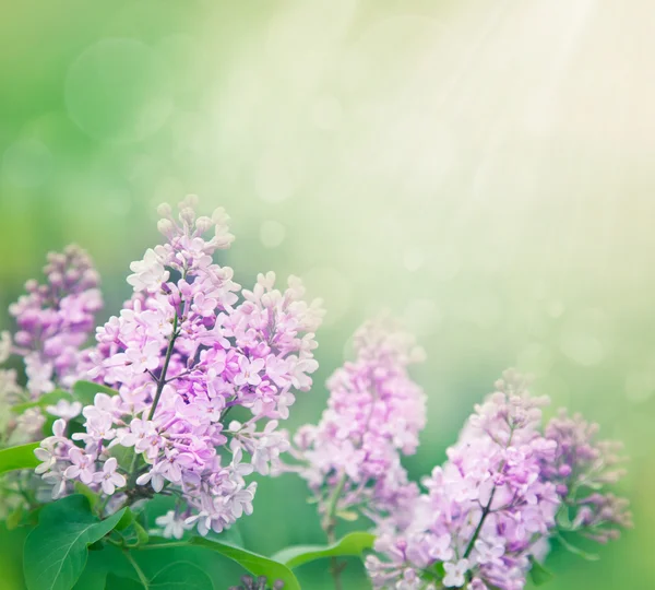 Lilac flowers background — Stock Photo, Image