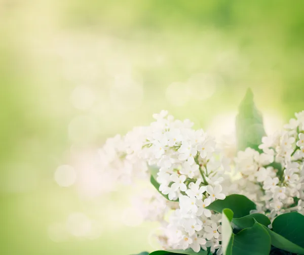 Whitelilac flowers in the garden — Stock Photo, Image