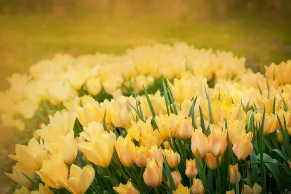 Tulpen lente achtergrond — Stockfoto
