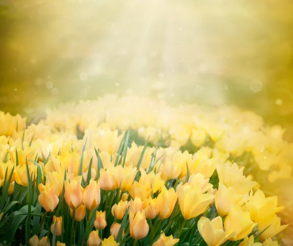 Tulpen Frühling Hintergrund — Stockfoto