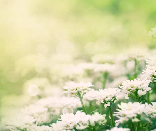 Jarní květinové pozadí — Stock fotografie