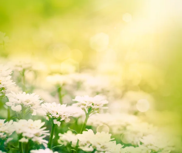 Frühling floralen Hintergrund — Stockfoto