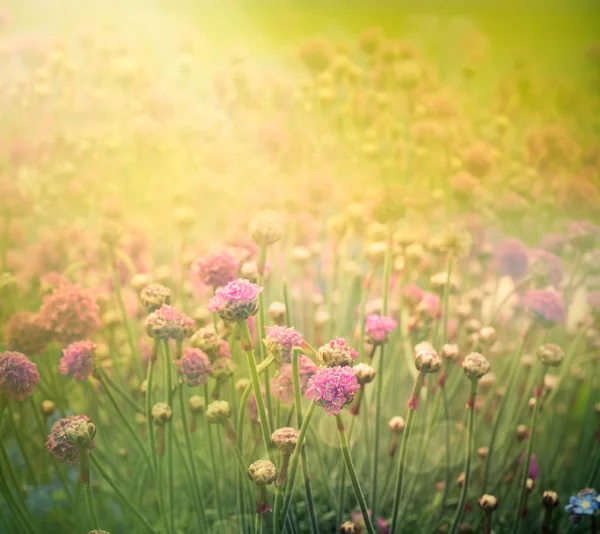 Primăvară fundal floral — Fotografie, imagine de stoc