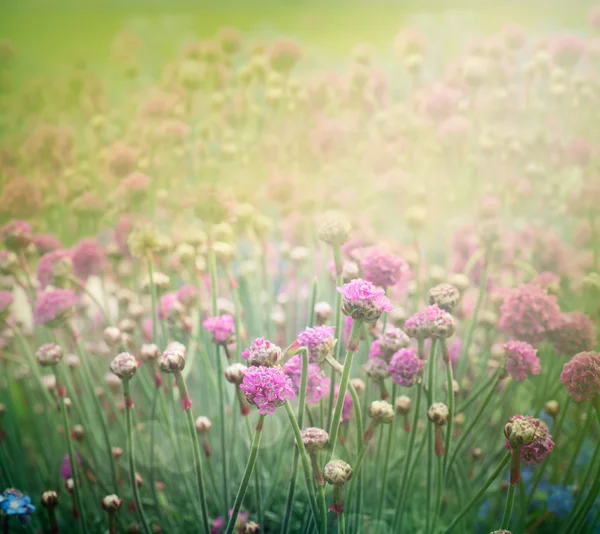 봄 꽃의 배경 — 스톡 사진