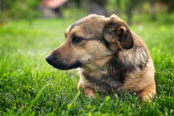 สุนัขในสวน — ภาพถ่ายสต็อก