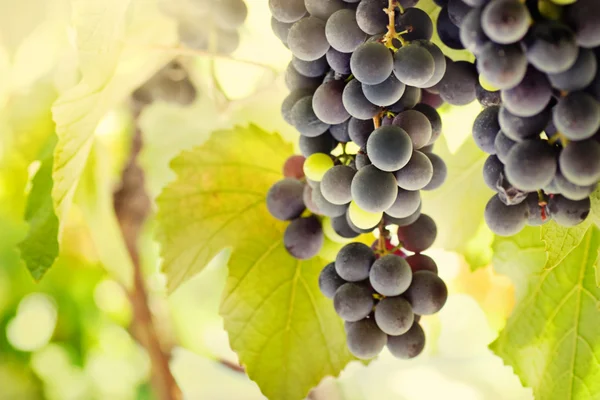 Verse rijpe druiven — Stockfoto