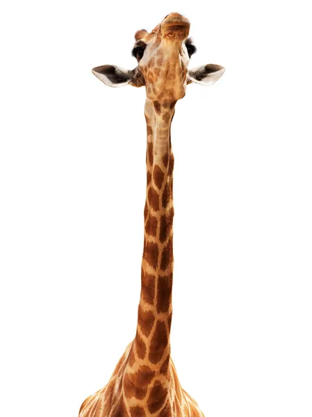 Cabeça de girafa isolada em branco — Fotografia de Stock