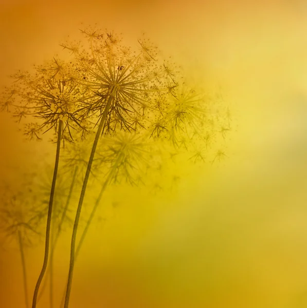 花の抽象的な背景 — ストック写真