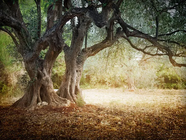 Velha oliveira — Fotografia de Stock