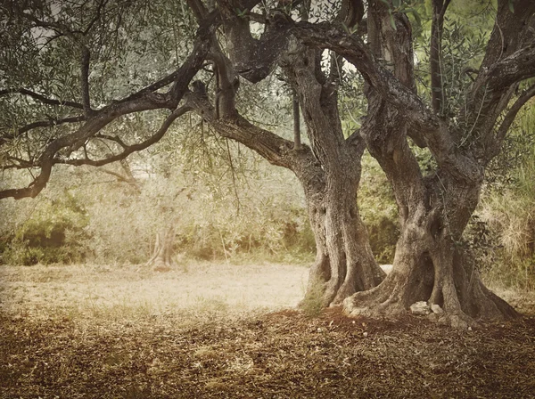 Oude olijfboom — Stockfoto