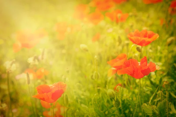 Mohnblume — Stockfoto