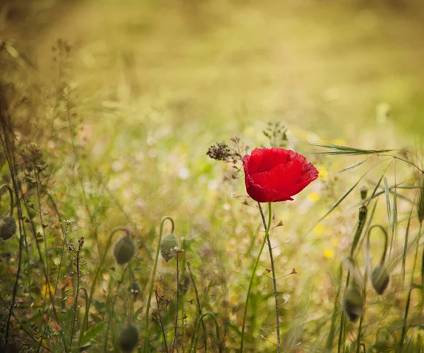 Kwiat maku — Zdjęcie stockowe