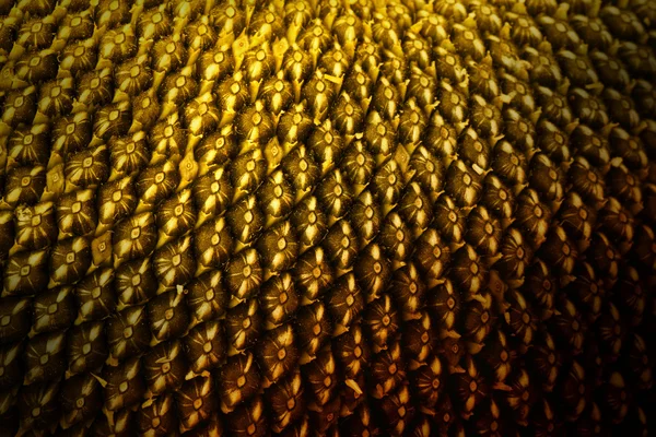 Sunflower seeds extreme macro. — Stock Photo, Image