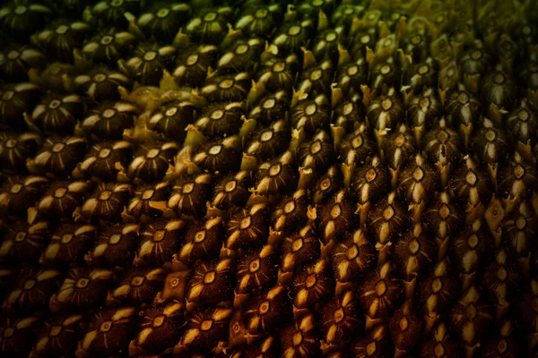 Sonnenblumenkerne extreme Makro. — Stockfoto