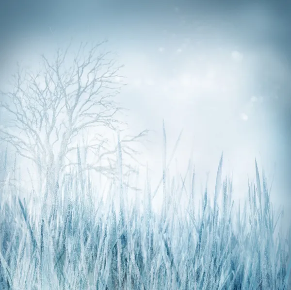 Winter — Stockfoto