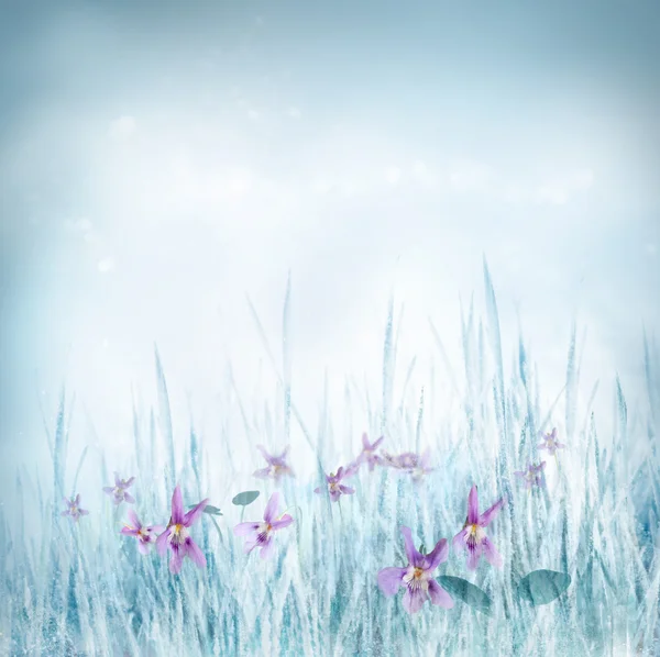 春季花卉背景与紫罗兰花 — 图库照片