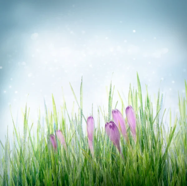 Jarní květinové pozadí s květy, šafrán — Stock fotografie