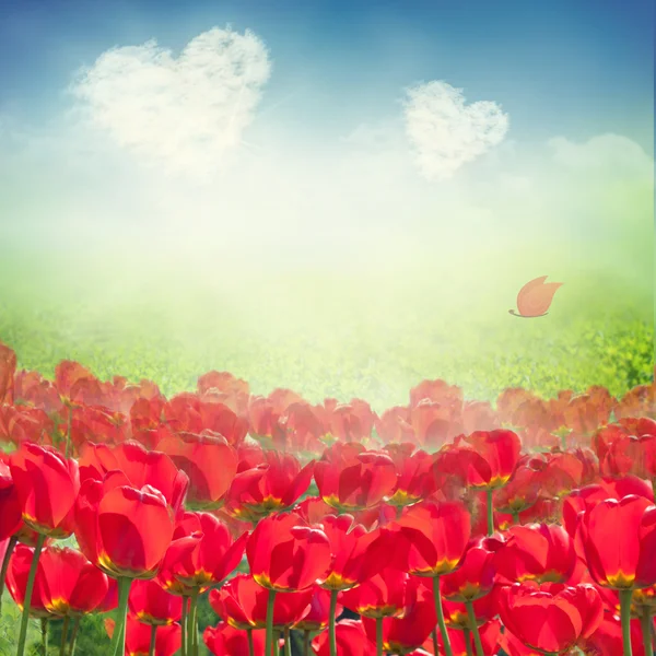 Tulip field with heart clouds — Stock Photo, Image