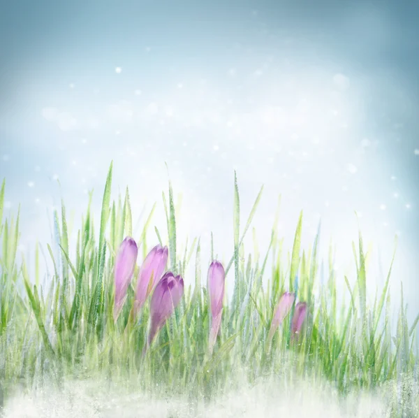 Kwiatowy tło wiosna kwiaty krokus — Zdjęcie stockowe