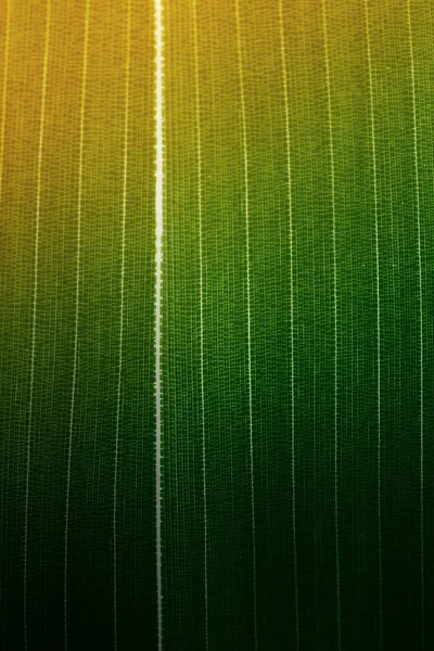 Bamboo leaf background — Stock Photo, Image