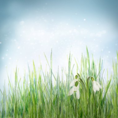 Spring floral background with snowdrop flowers clipart