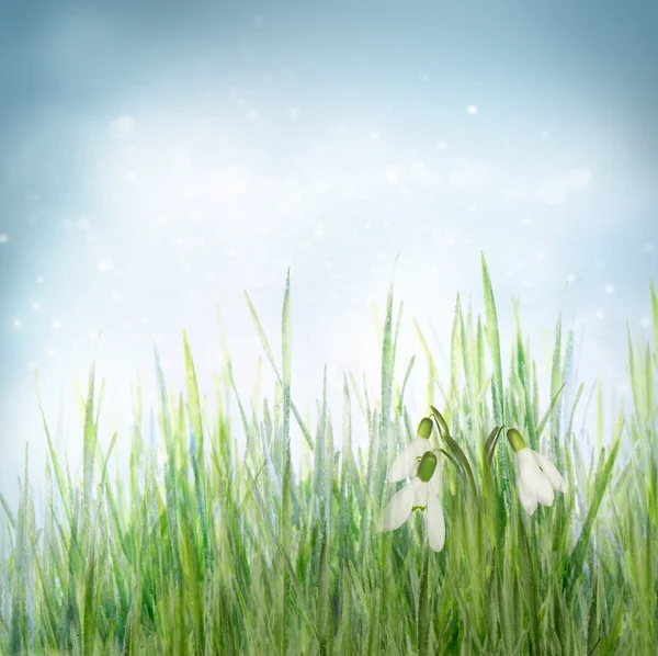 Våren floral bakgrund med snowdrop blommor — Stockfoto