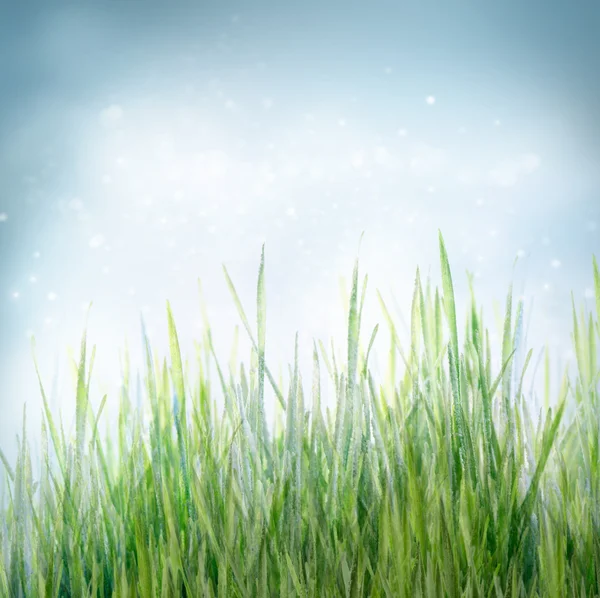 Våren floral bakgrund med grönt gräs — Stockfoto