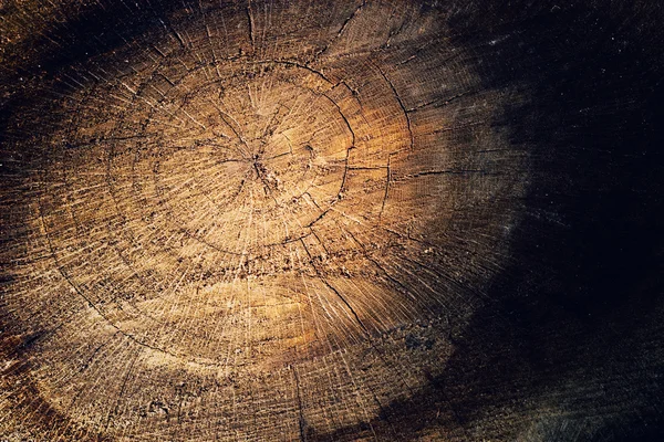 Copac textura fundal — Fotografie, imagine de stoc