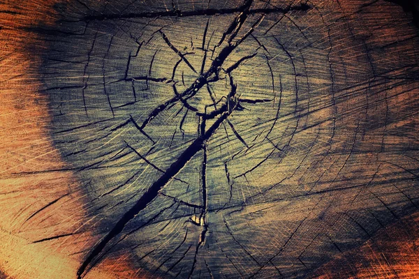 Textura de árvore fundo — Fotografia de Stock
