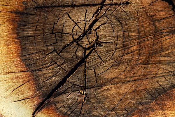 Tree texture background — Stock Photo, Image