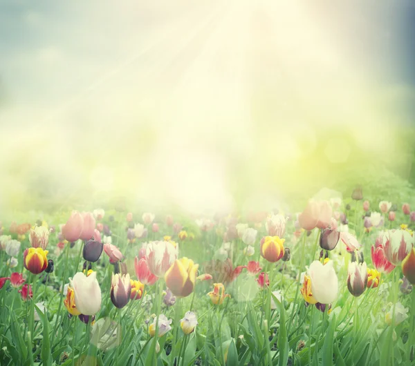 Campo tulipa — Fotografia de Stock
